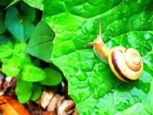 カタツムリのエサ・好物は何？コンクリートを食べるって本当？