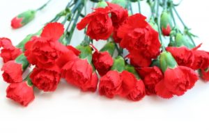 母の日のカーネーションは何日で枯れる？復活させる方法は？