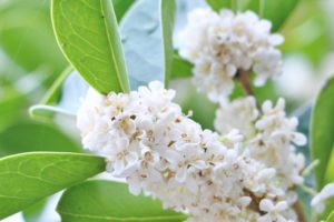 銀木犀/ギンモクセイの特徴は？花が咲く季節や金木犀との違い